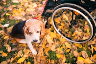 Unkenntliche Seniorin im Rollstuhl mit Hund in der Herbstnatur. Ältere Frau auf einem Spaziergang.