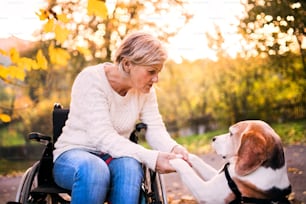 가을 자연에서 개와 함께 휠체어를 탄 노인 여성. 개 앞발을 들고 있는 노파.
