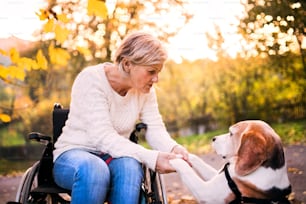 A senior woman in wheelchair with dog in autumn nature. Senior woman holding paws of the dog.