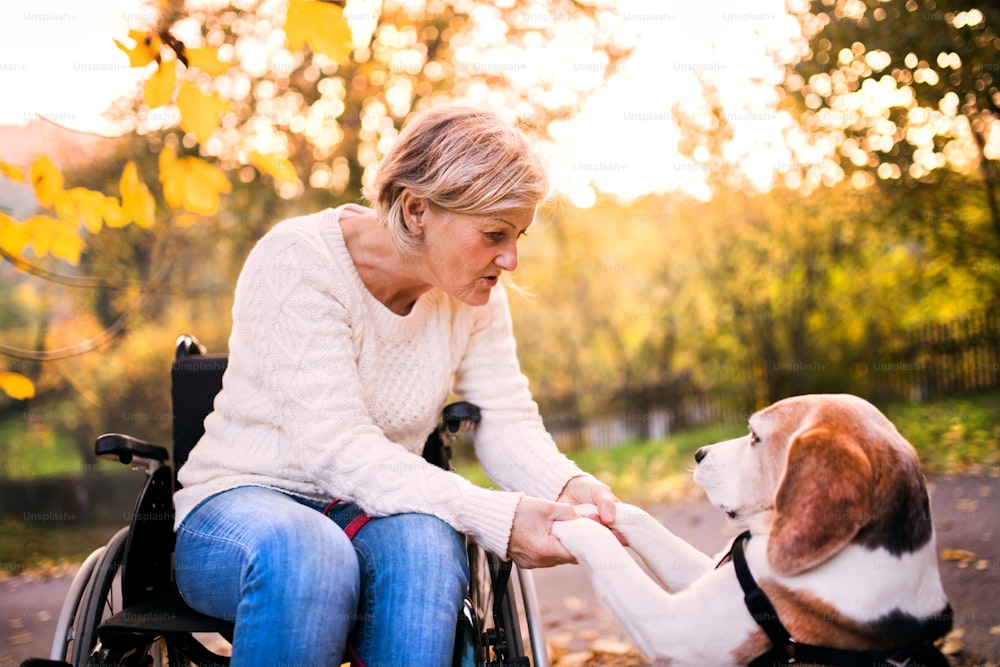 Una mujer mayor en silla de ruedas con perro en la naturaleza otoñal. Mujer mayor sosteniendo patas del perro.