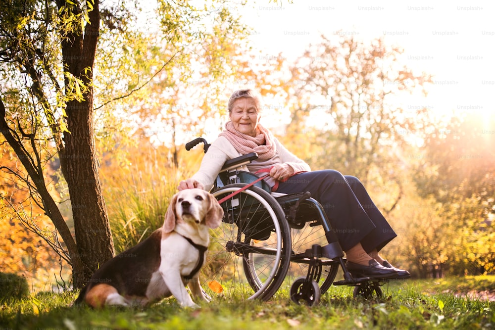 Una anciana en silla de ruedas con perro en la naturaleza otoñal. Mujer mayor en un paseo.