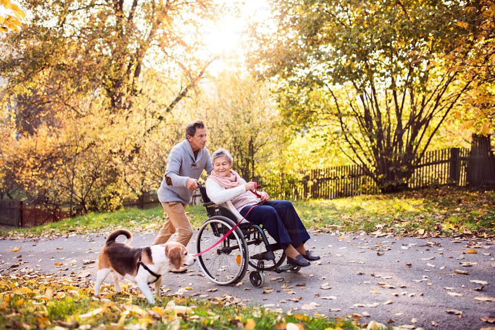 Senior man and elderly woman in wheelchair in autumn nature. Man with his mother on a walk with a dog.
