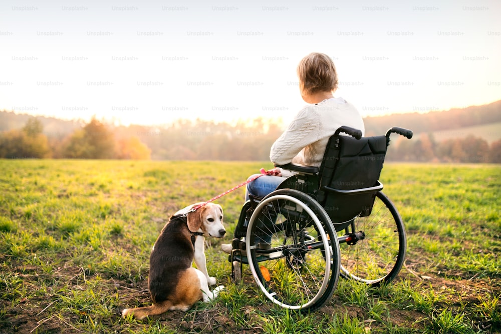 A senior woman in wheelchair with dog in autumn nature. Senior woman on a walk on a grassland.