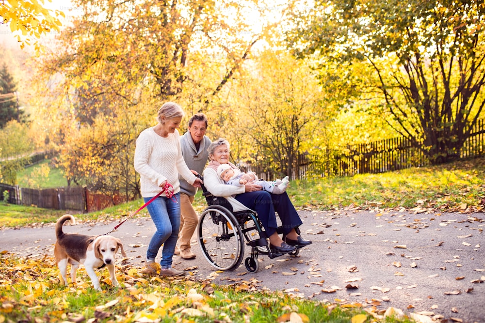 Senior couple with a dog and elderly woman in wheelchair holding a baby. An extended family on a walk in autumn nature.
