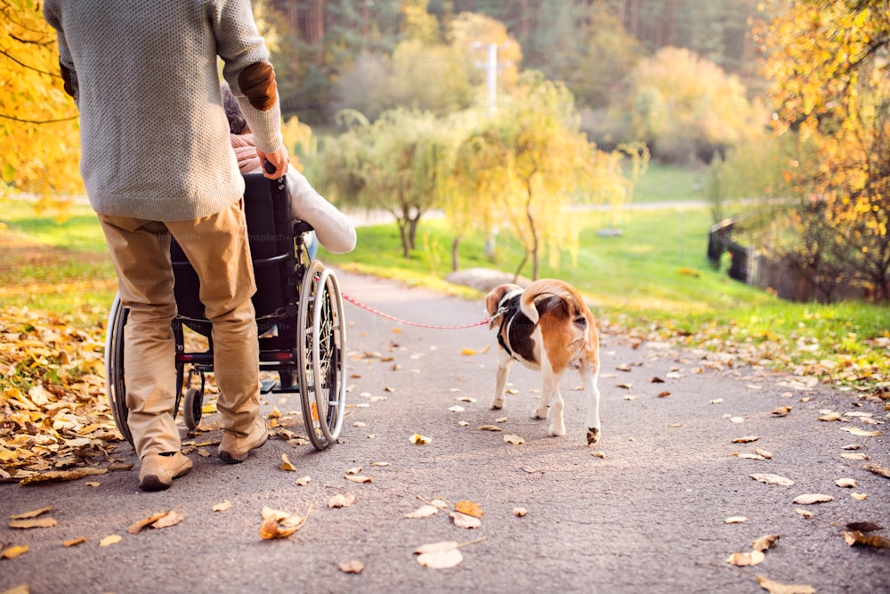 Unrecognizable senior man and elderly woman in wheelchair in autumn nature. Man with his mother or a wife on a walk with a dog.