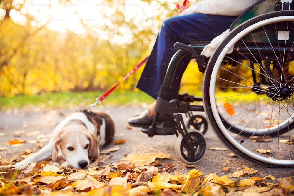 Unrecognizable elderly woman in wheelchair with dog in autumn nature. Senior woman on a walk.