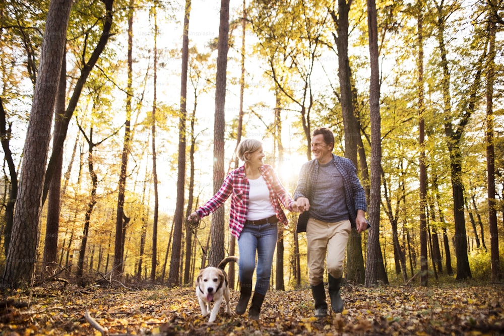 Casal sênior ativo com cachorro em um passeio em uma bela floresta de outono, correndo.