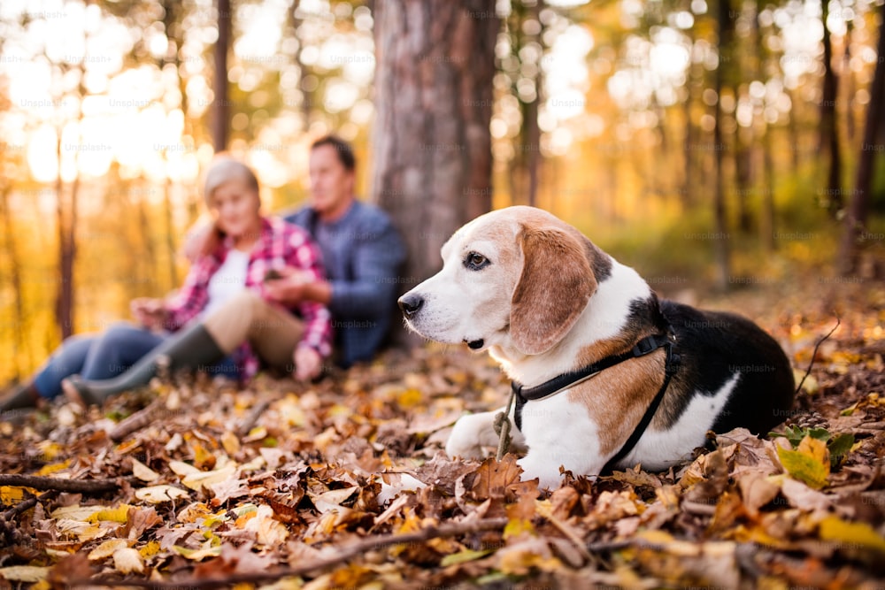 Unrecognizable senior couple with dog on a walk in a beautiful autumn forest.