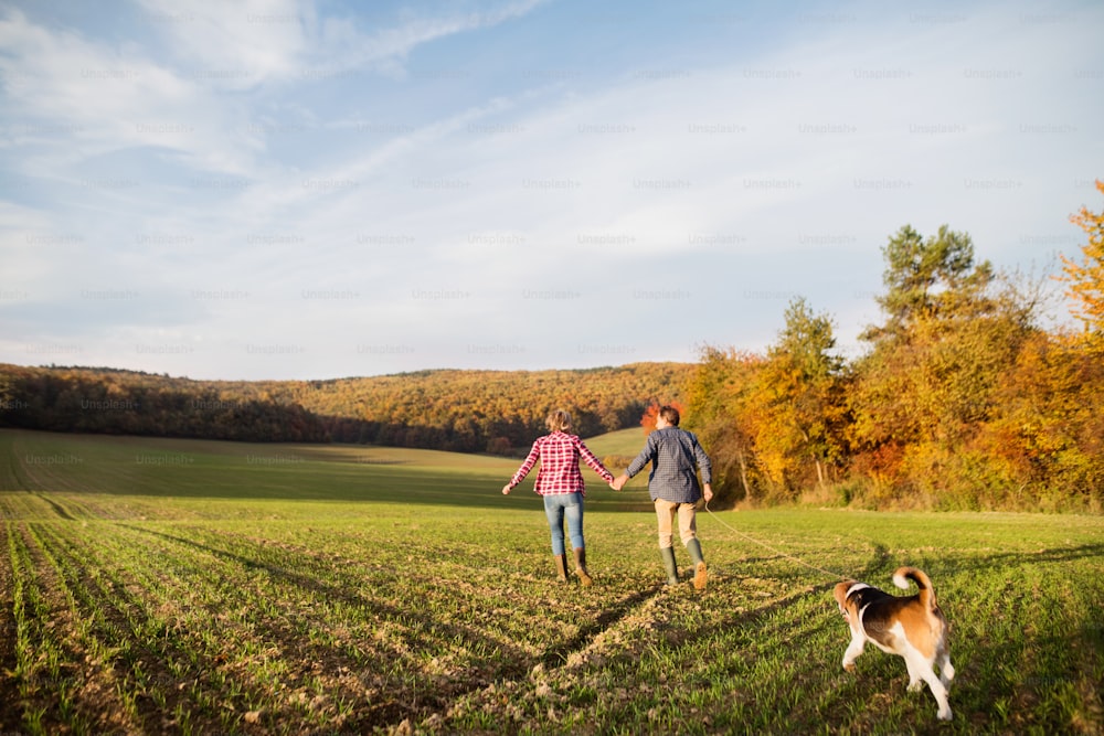 Casal sênior ativo com cachorro em um passeio em uma bela natureza de outono. Vista traseira.
