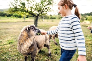 A happy small girl feeding sheep on the farm.