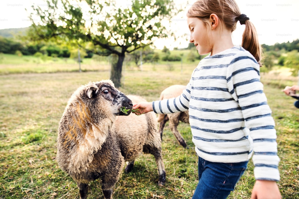 A happy small girl feeding sheep on the farm.