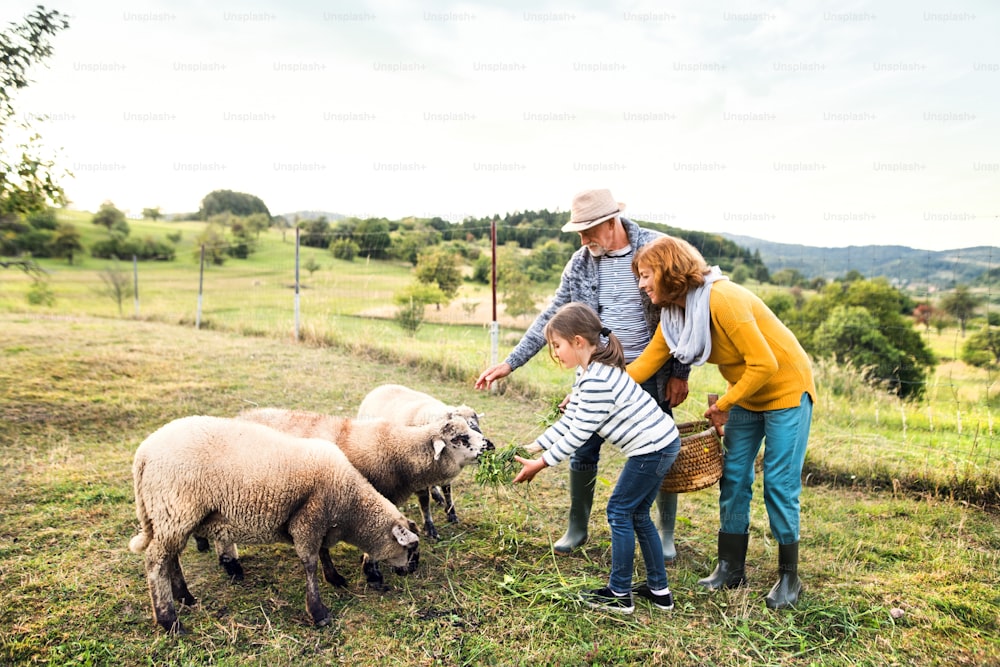 Coppia anziana con nipote che alimenta le pecore. Uomo, donna e una bambina nella fattoria.