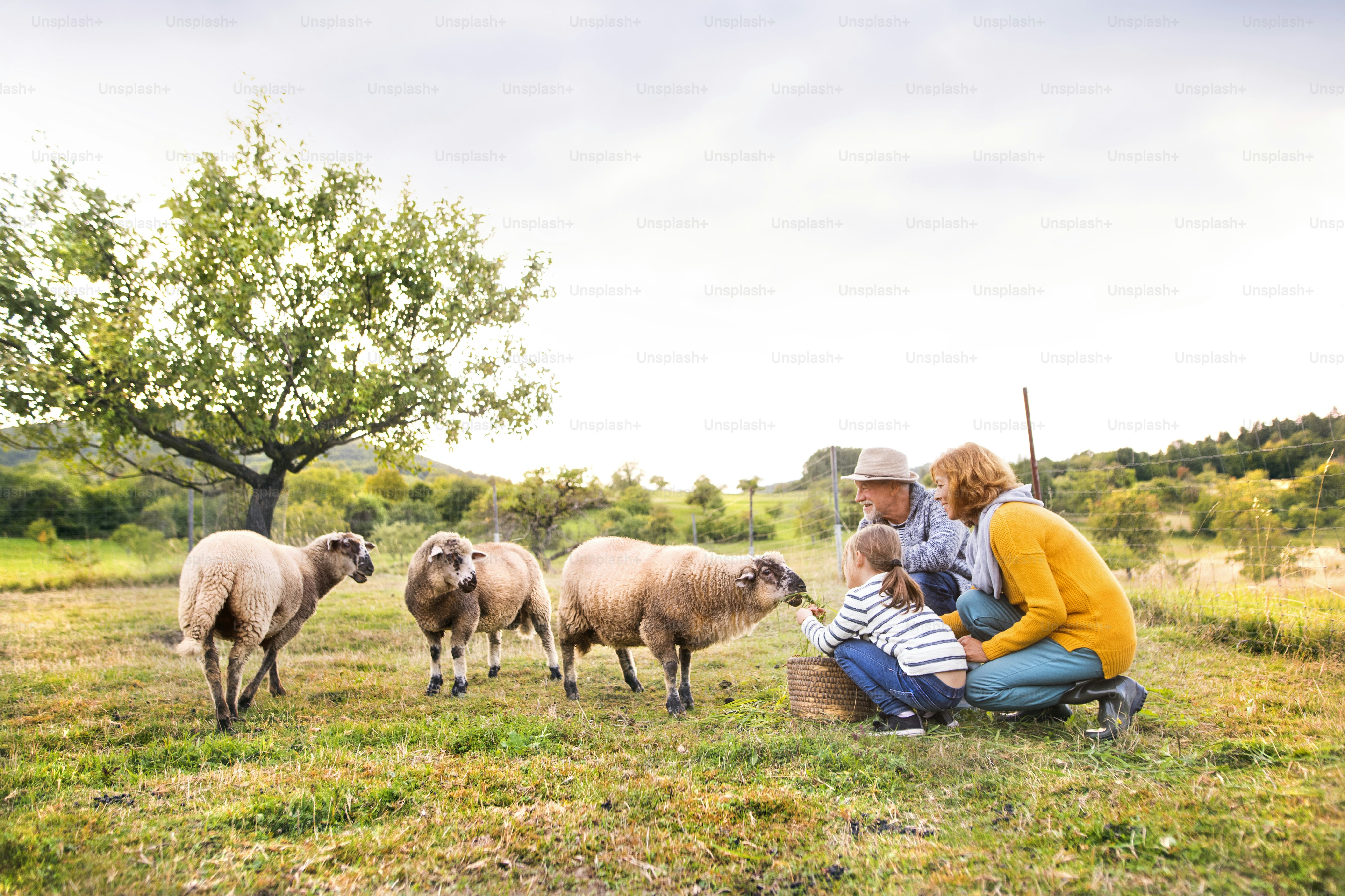 7 No-Till Tips for Grazed Small Farms