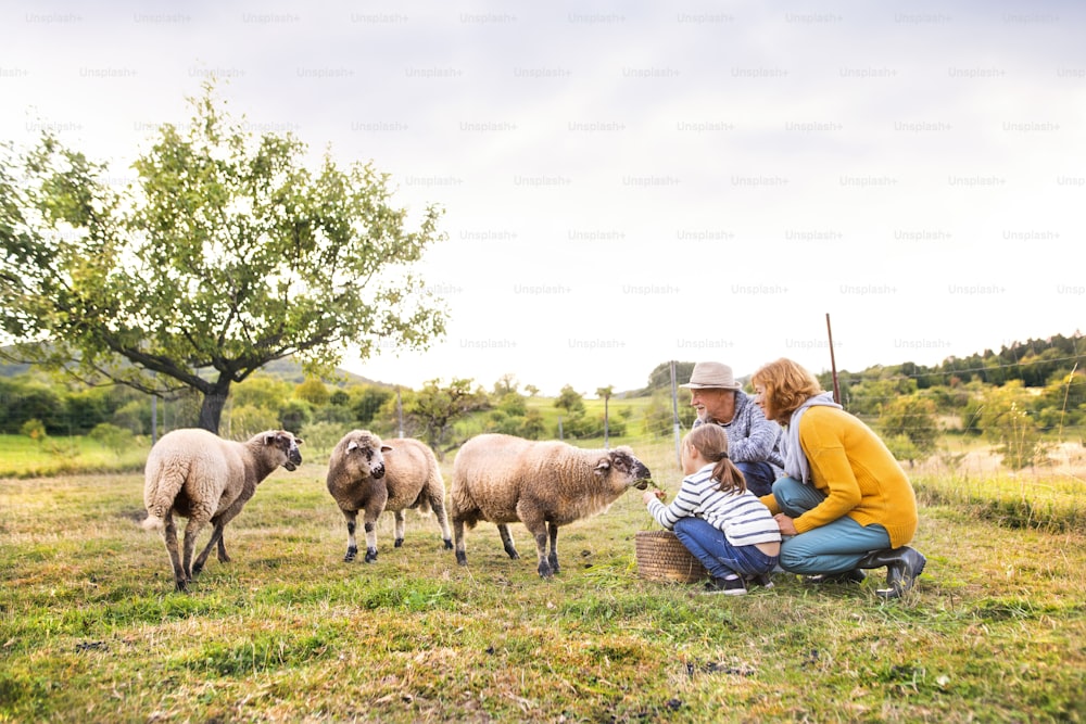 Älteres Paar mit Enkelin, die Schafe füttert. Mann, Frau und ein kleines Mädchen auf dem Bauernhof.