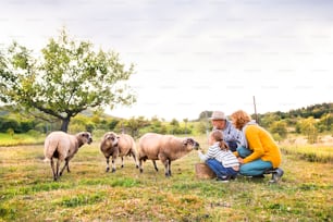 Senior couple with grandaughter feeding sheep. Man, woman and a small girl on the farm.