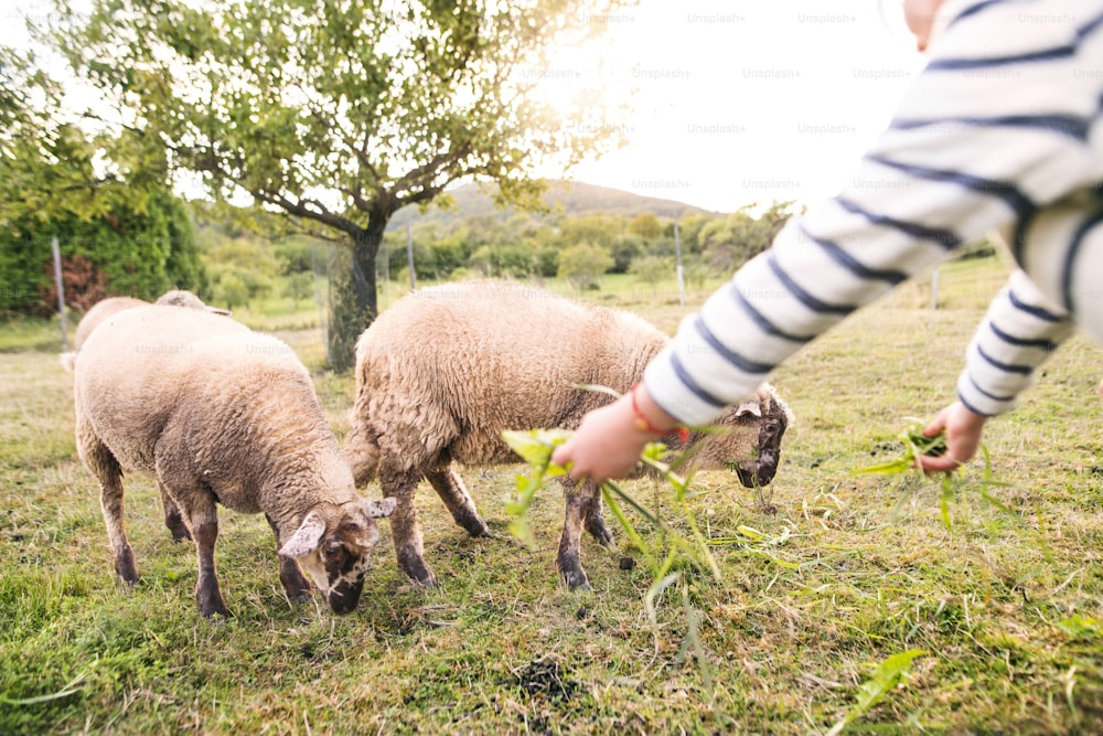 Unrecognizable small girl feeding sheep on the farm.