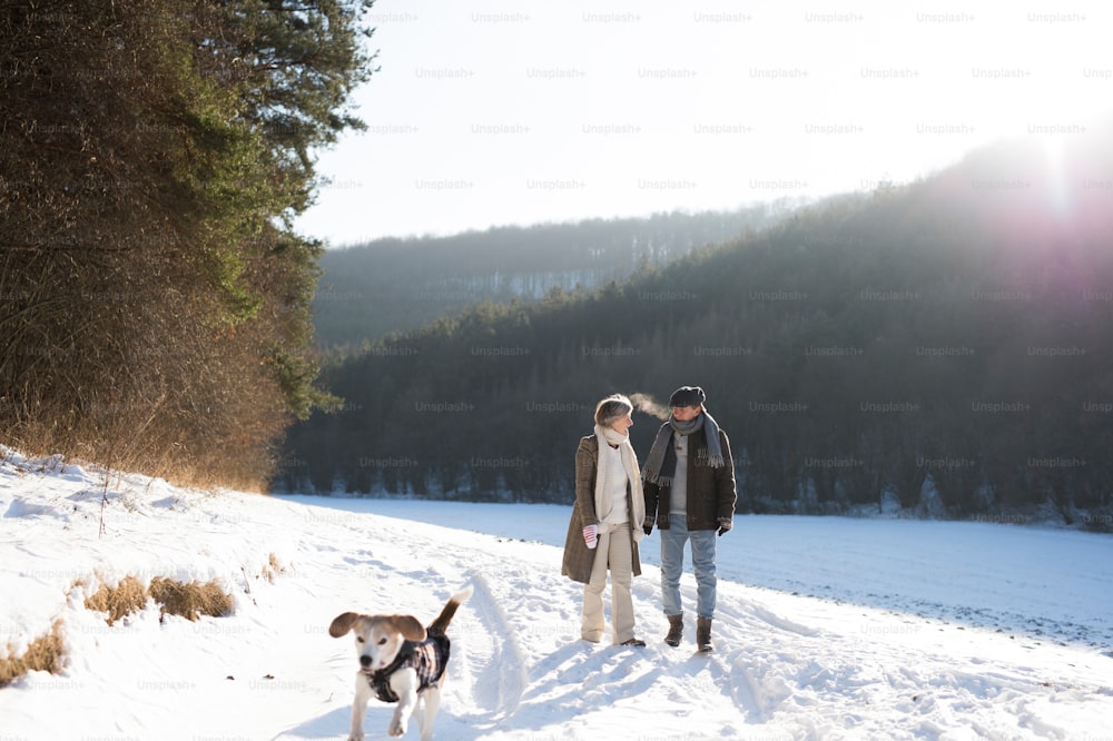 햇볕이 잘 드는 겨울 자연에서 개와 함께 산책하는 아름다운 노인 여성과 남자.