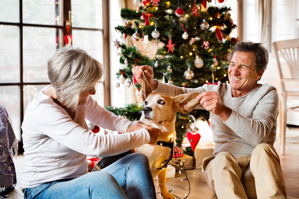 Senior couple sitting on the floor in front of illuminated Christmas tree inside their house with their dog having fun.