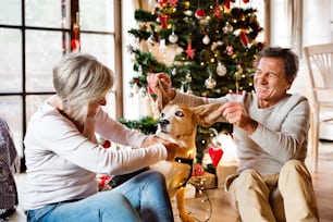 Senior couple sitting on the floor in front of illuminated Christmas tree inside their house with their dog having fun.