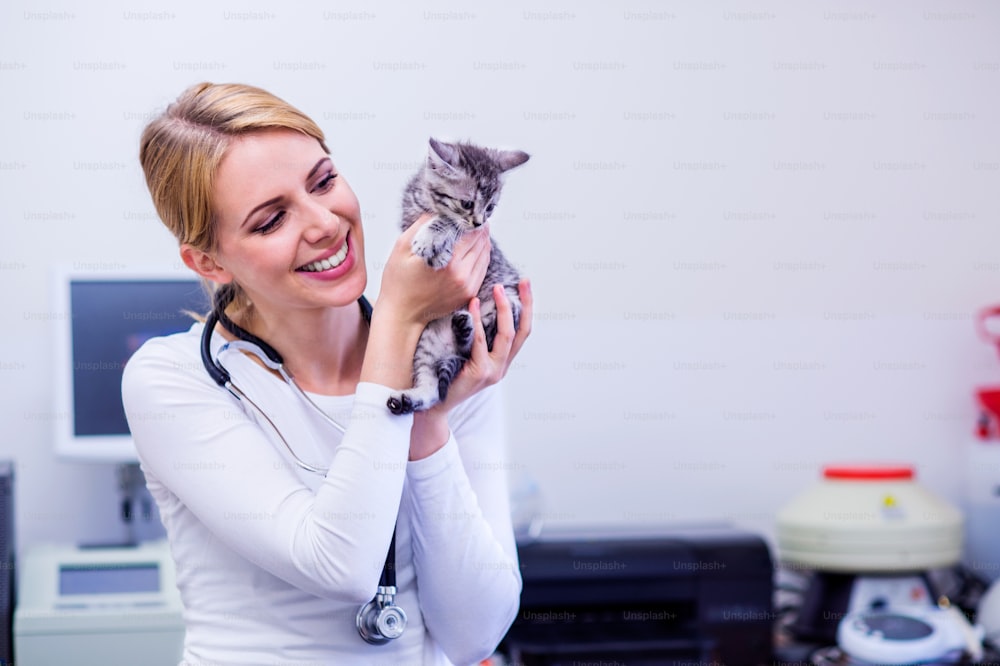 Veterinário com estetoscópio segurando gato pequeno dolorido. Mulher loira nova em uniforme branco que trabalha na clínica veterinária.