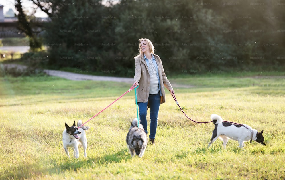 Beautiful young pregnant woman on a walk with three dogs in green sunny nature