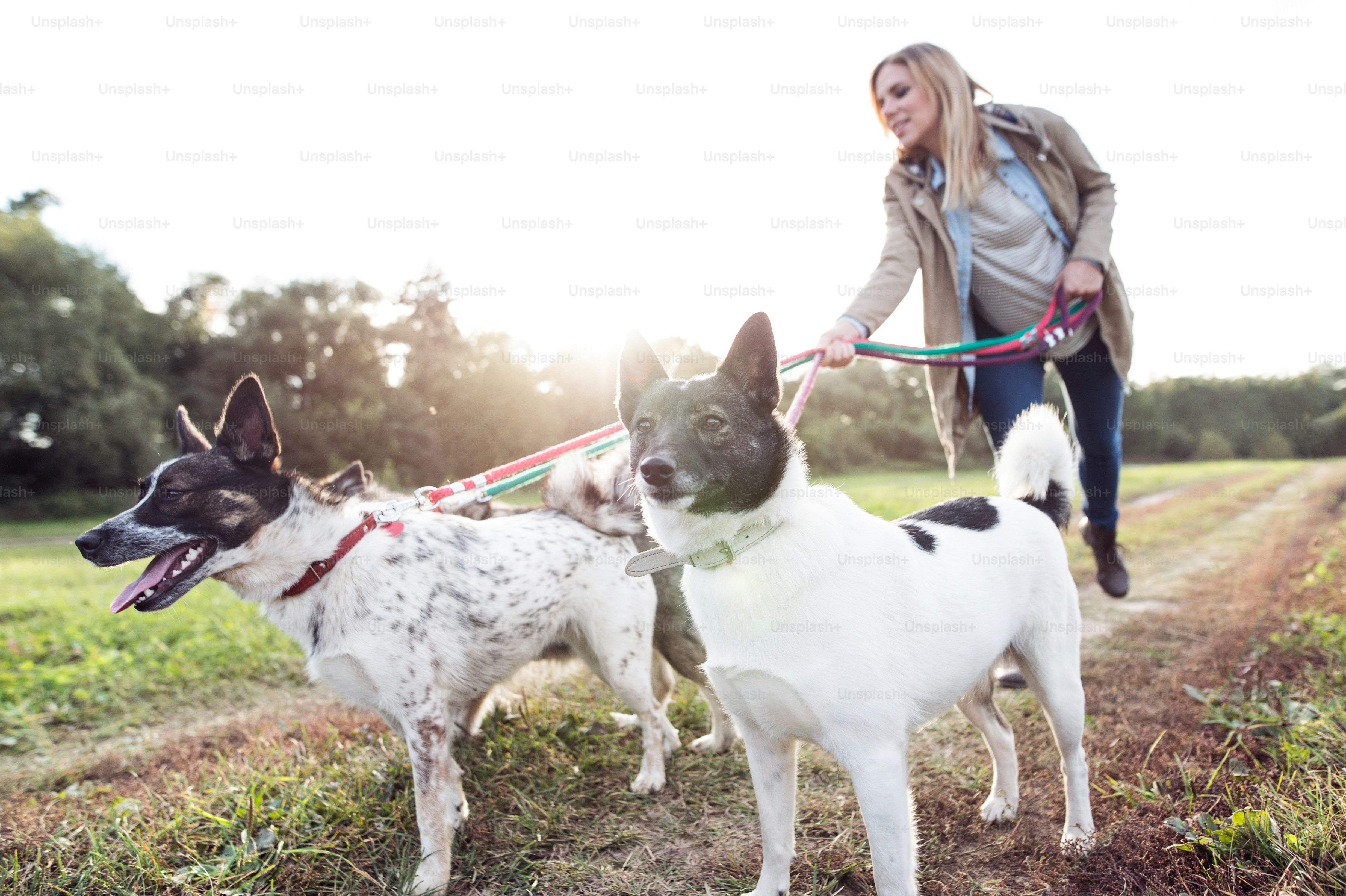 Beautiful young pregnant woman on a walk with three dogs in green sunny nature
