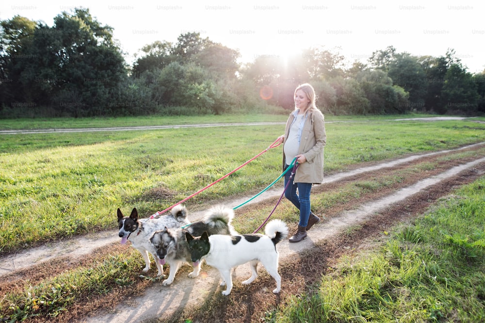 Mulher grávida jovem bonita em um passeio com três cães na natureza ensolarada verde