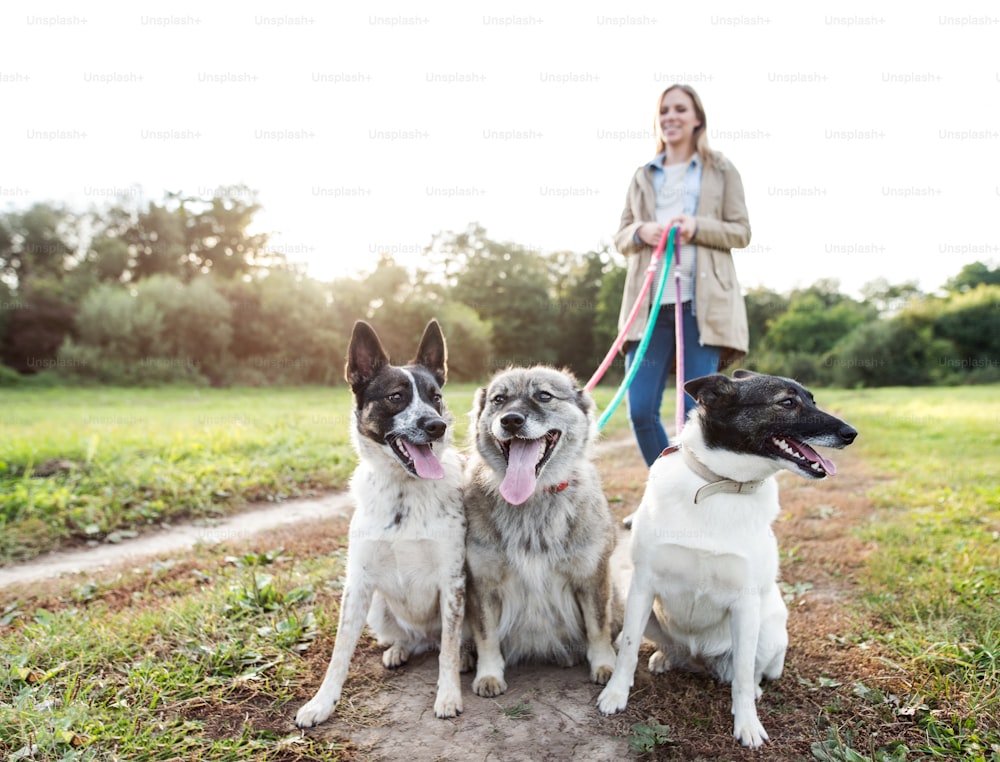 Schöne junge schwangere Frau auf einem Spaziergang mit drei Hunden in grüner, sonniger Natur