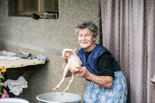 Mujer mayor limpiando y lavando pollo recién sacrificado afuera frente a su casa.