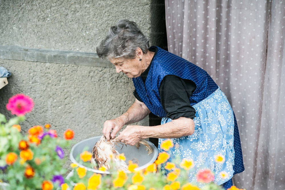 Donna anziana che pulisce e lava il pollo appena macellato fuori davanti a casa sua.