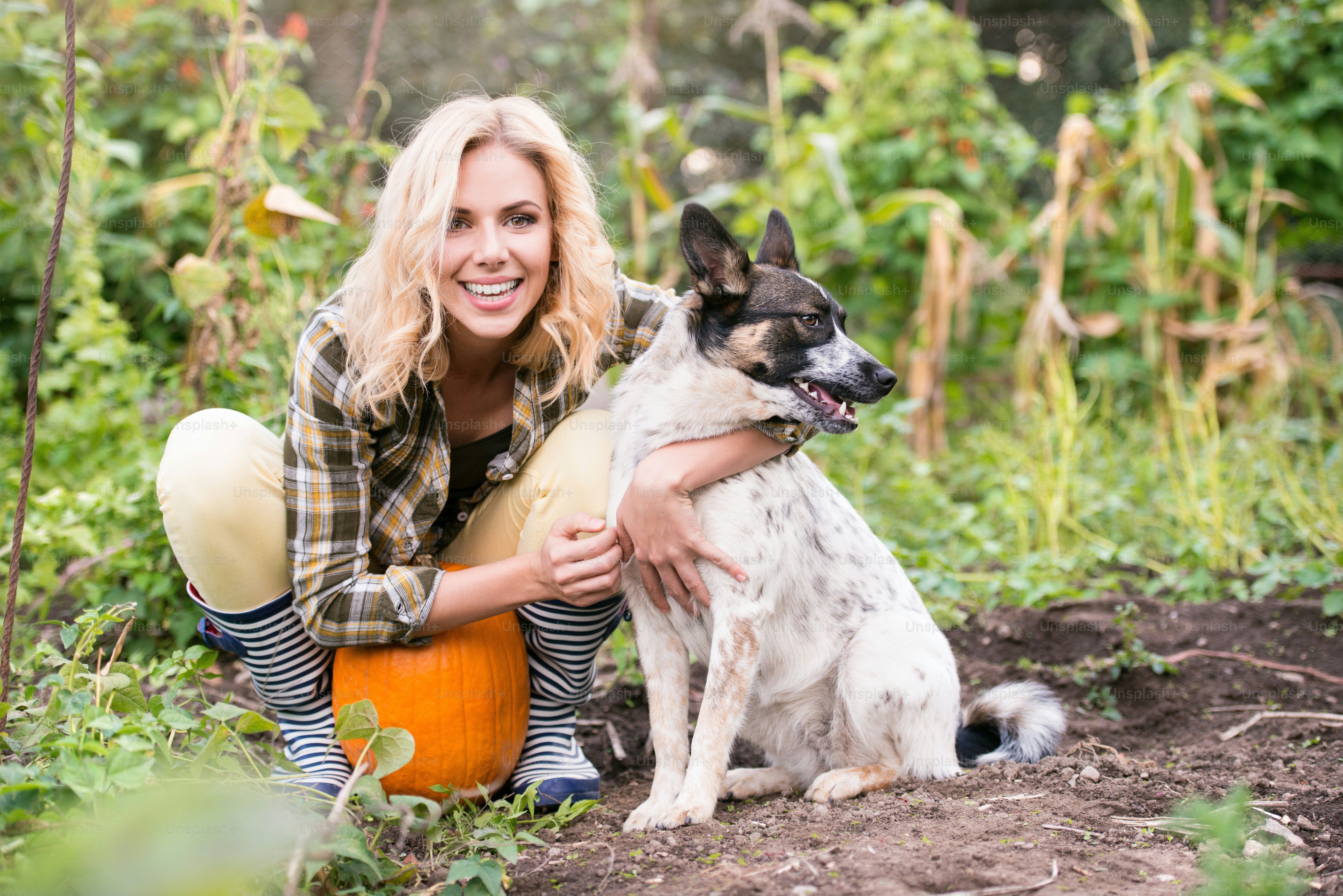 Beautiful young blond woman in checked shirt with her dog working in garden harvesting pumpkins. Autumn nature.