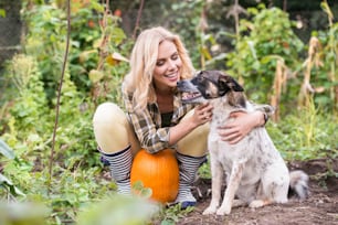 Schöne junge blonde Frau im karierten Hemd mit ihrem Hund, der im Garten arbeitet und Kürbisse erntet. Herbstliche Natur.