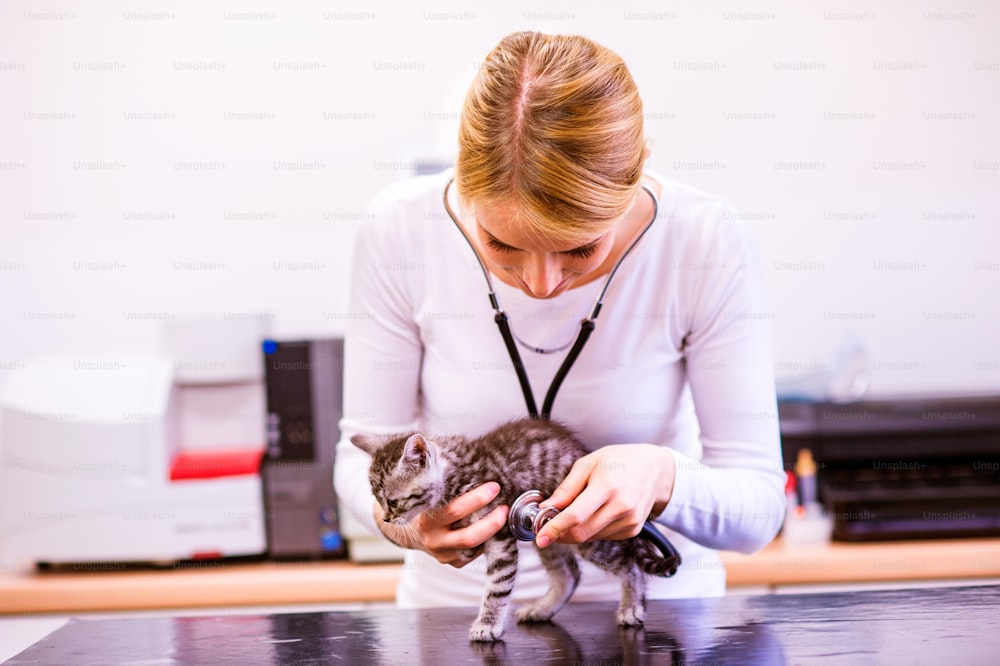 Veterinário com estetoscópio examinando gato com dor de estômago. Mulher loira nova em uniforme branco que trabalha na clínica veterinária.
