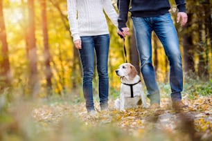 Unrecognizable young couple walking a dog in colorful sunny autumn forest