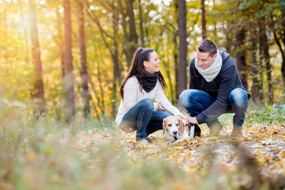Beautiful young couple walking a dog in colorful sunny autumn forest, crouching
