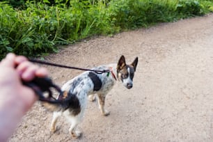 Close up of hand of unrecognizable man walking a dog on a dry dusty road