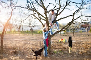 Beautiful senior couple pruning apple tree in his garden