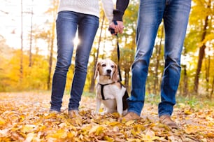 Beautiful young couple with dog in autumn forest
