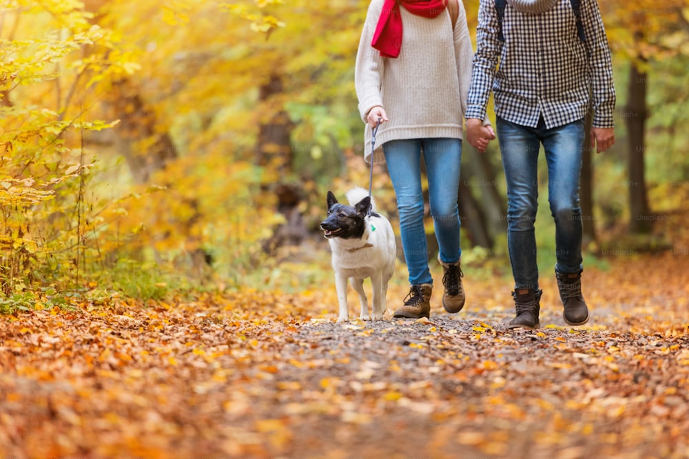 Schönes junges Paar bei einem Spaziergang im Herbstwald