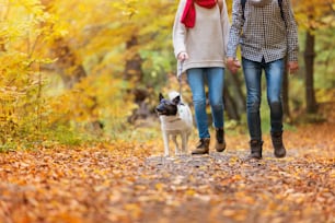 Beautiful young couple on a walk in autumn forest