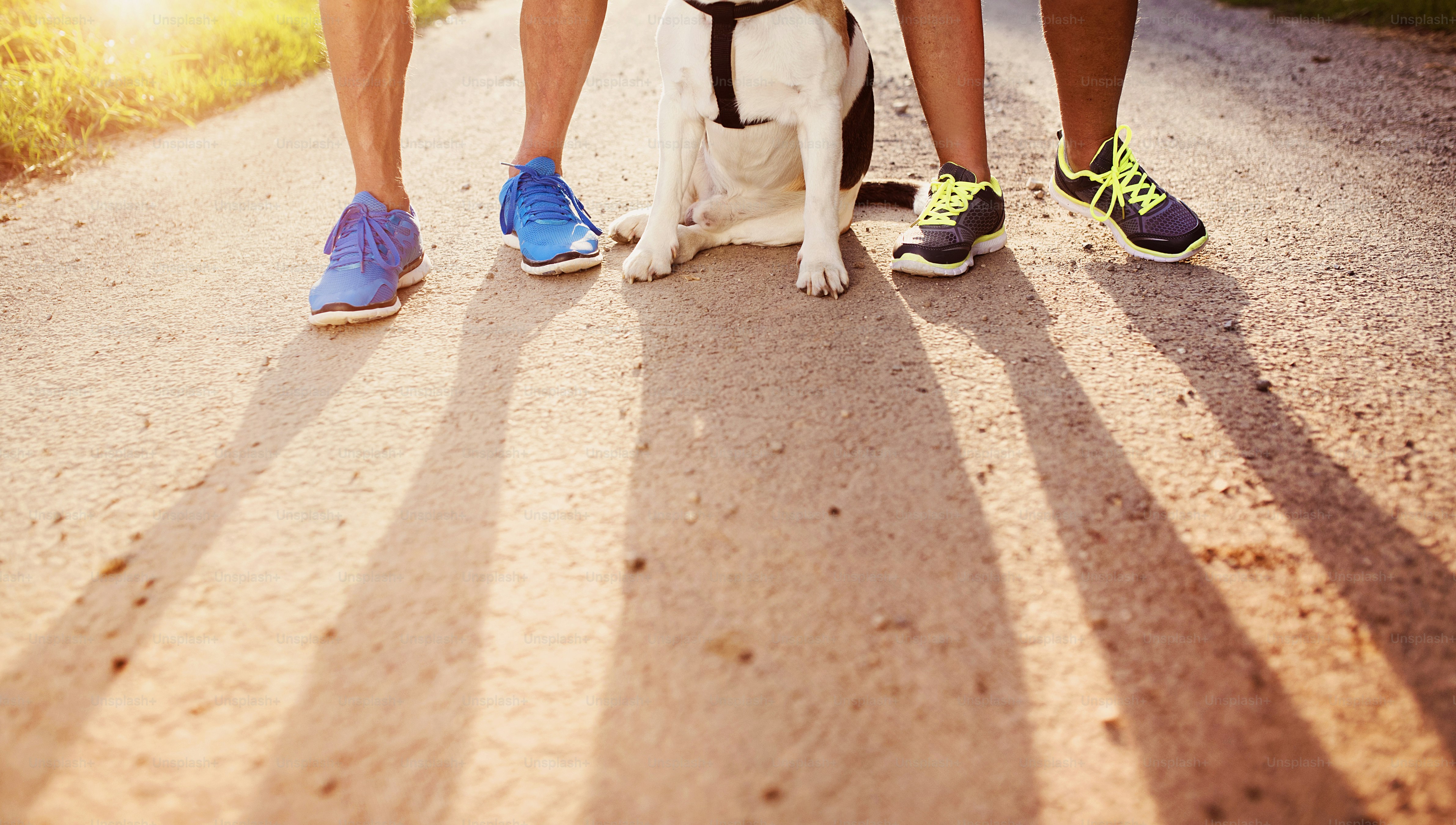 5 Daily Habits That Improve American Bulldog Training Results