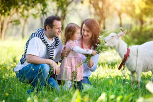 Glückliche junge Familie, die draußen in grüner Natur mit einer Ziege Zeit miteinander verbringt.
