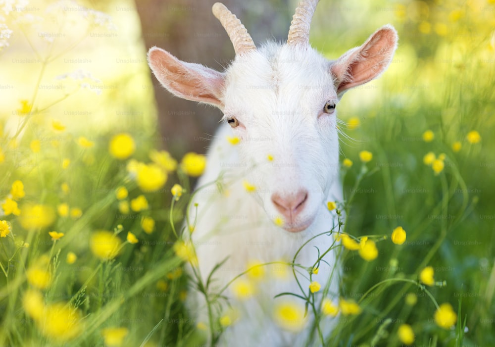 Cute little goat outside on a green meadow on a sunny summer day