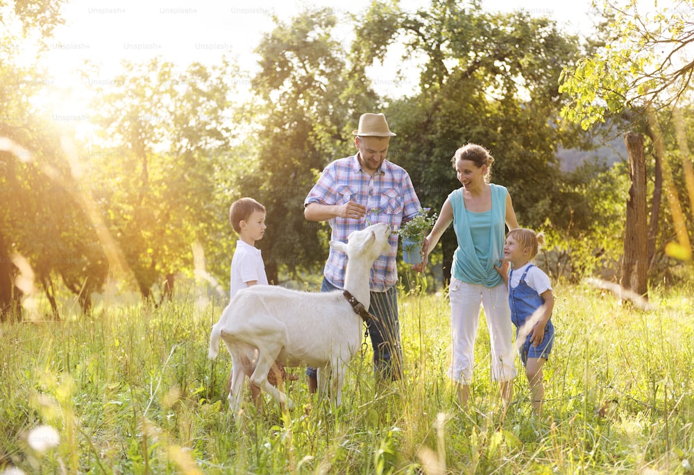 Glückliche junge Familie, die draußen in grüner Natur mit einer Ziege Zeit miteinander verbringt.