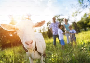 Happy young family spending time together outside in green nature with a goat.