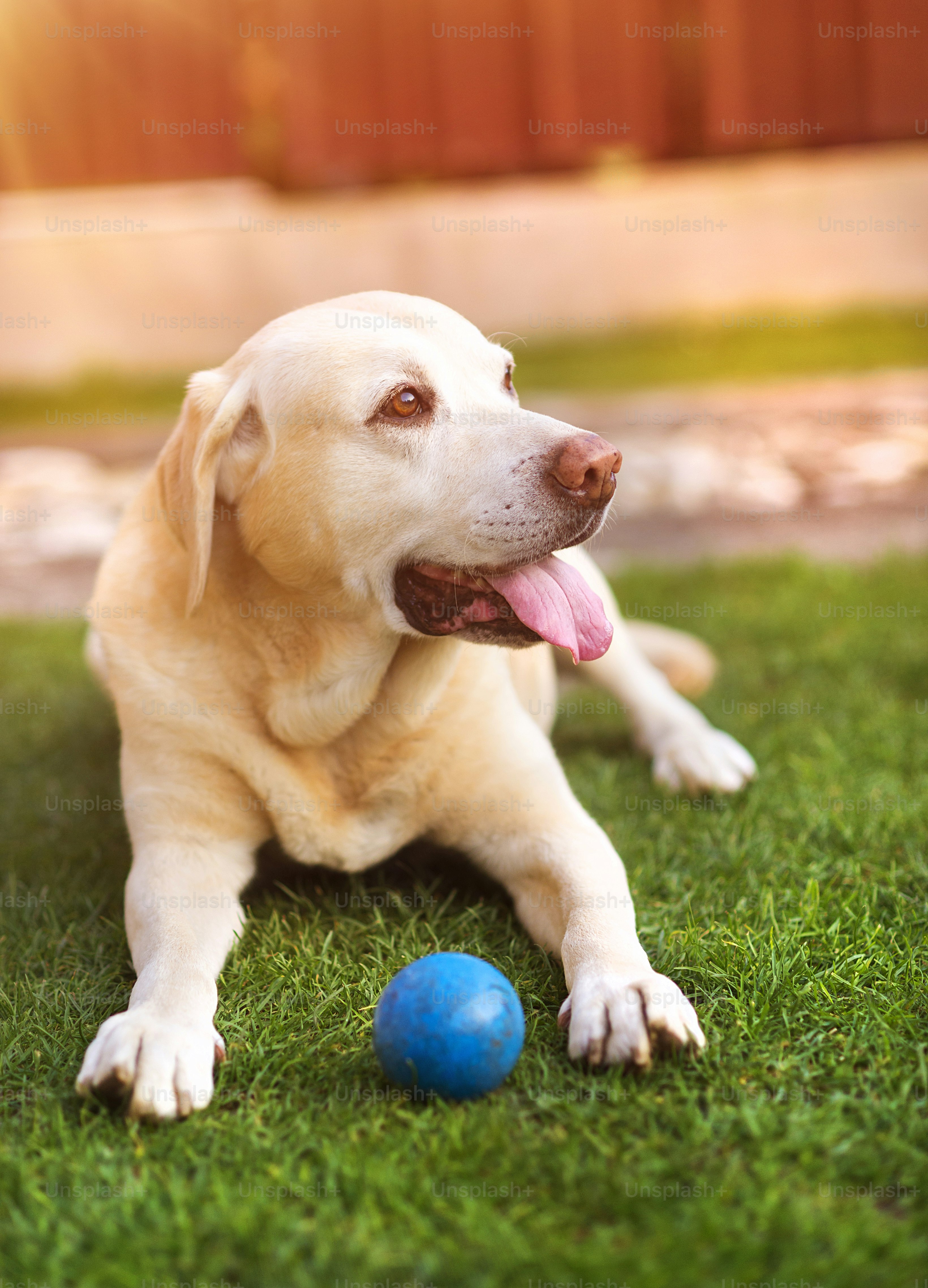 Dog playing outside in the garden with a little blue ball