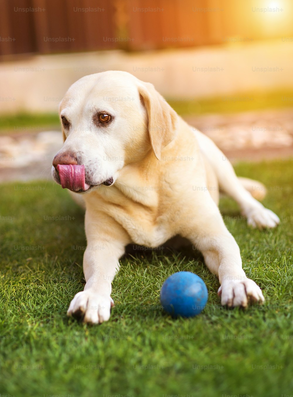 Hund spielt draußen im Garten mit einem kleinen blauen Ball