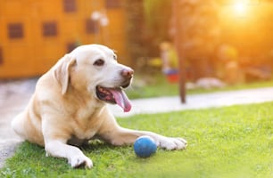 Perro jugando afuera en el jardín con una pequeña bola azul