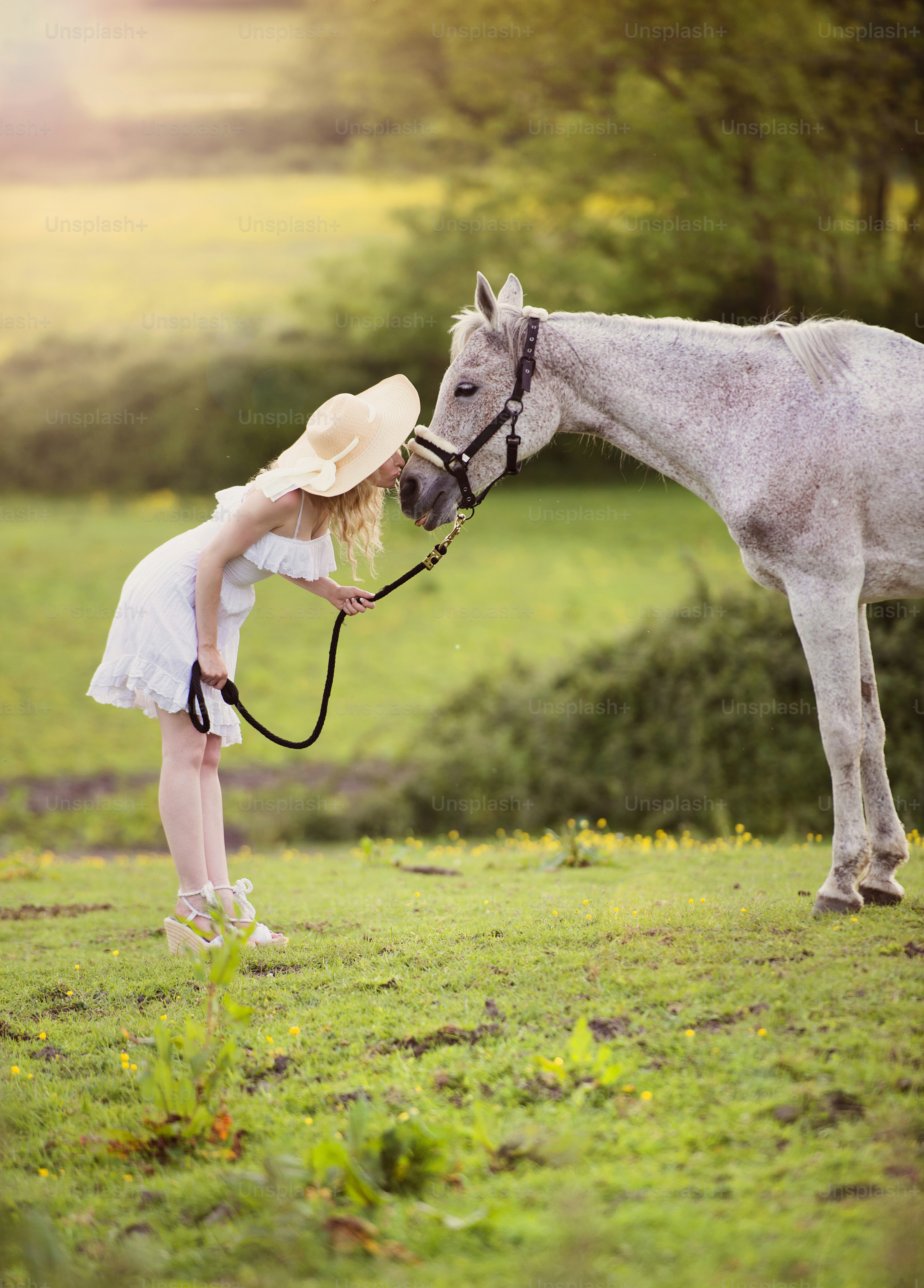 Horse Love Pictures | Download Free Images on Unsplash