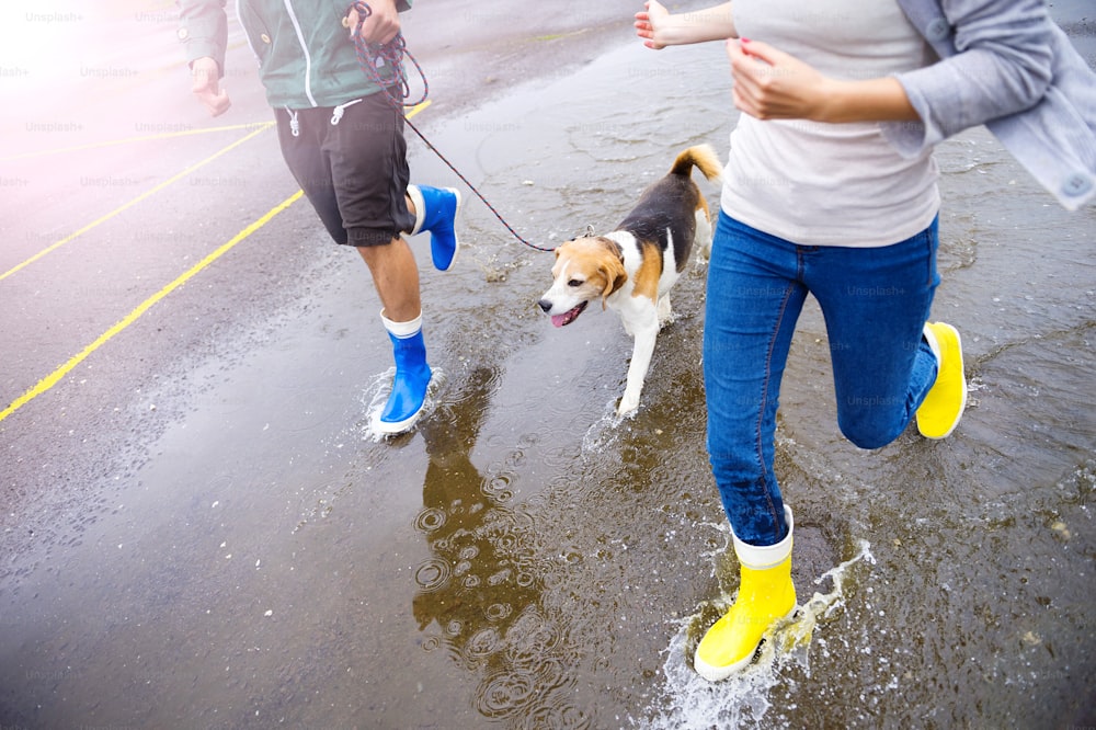 Pareja joven pasea perro bajo la lluvia. Detalles de botas de agua chapoteando en charcos.